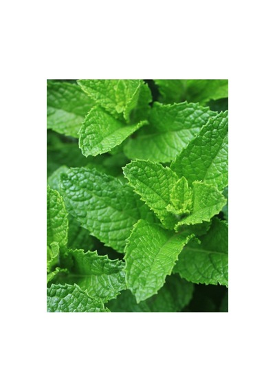 Agrodal Tarım Ata Tohumu Yerli Anadolu Nanesi 0.1 Gram Tohum Sku: Smgstk608f2e2c73 Açık Gri