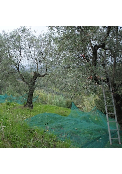 Zeytin Toplama Filesi