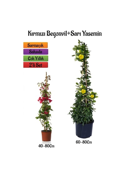 Kırmızı Begonvil Çiçeği Fidanı+sarı Yasemin Fidanı 2'li Bahçe Peyzaj Seti