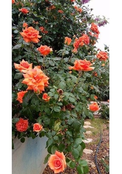 Serada Decor Plant Turuncu Sarmaşık Gül Tüplü 1. Kalite