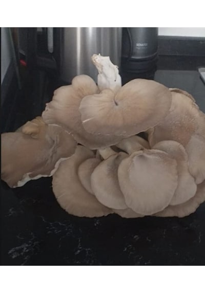 4 Adet 8 Lt 4 Kg Istiridye Mantarı Miseli Tohum Kompostu Mantar Vermeye Hazır Durumda
