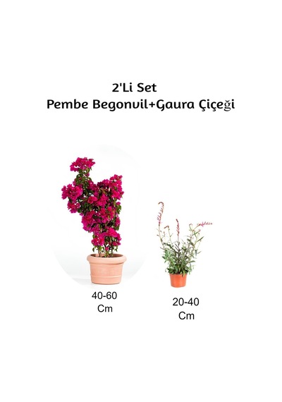 Gelin Begonvil+ Gaura Çiçeği2'li Set Dış Mekan Bitkisi Begonvillia