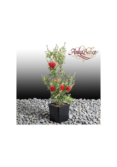 Fırça Çalısı Callistemon Leavis 20-40 Cm Boy Fidanı