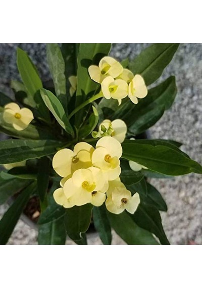 Videolu Muhteşem Sarı Renkli 1 Adet Milli Dikenler Tacı Çiçeği 15-25cm Saksılı Euphorbia