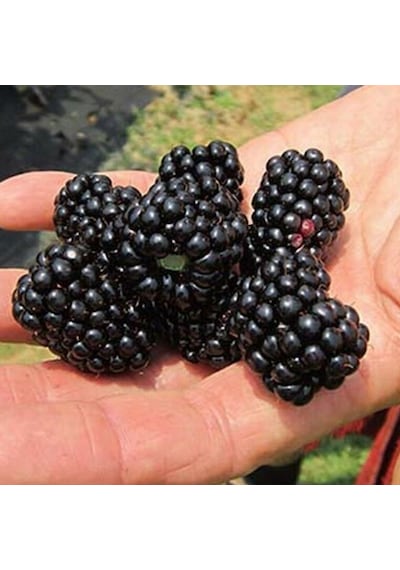 Tüplü Dikensiz Blackberry Böğürtlen Fidanı