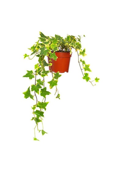 2'li Set Alacalı Hedera Helix Sarmaşığı Pembe Karanfil Fidanı Dış Mekan Bitkisi