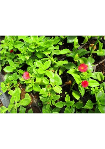 Buz Çiçeği Fidesi Fidanı 3 Adet 10-20 Cm Aptenia Cordifolia
