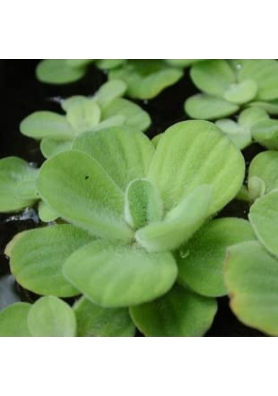 Su Marulu Su Üstü Bitkisi Suyu Filtreler, Temizler Pistia 1 Adet 7-10 Cm Akvaryum Bitkisi