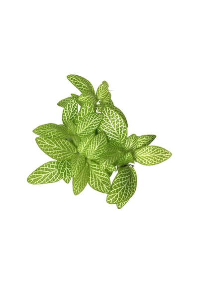 Fittonia - Yeşil Beyaz (Fitonya Çiçeği) Ø8,5 CM Y10-15 CM