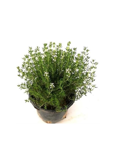 Kekik Lavanta Fidanı İkili Set 10-20 Cm