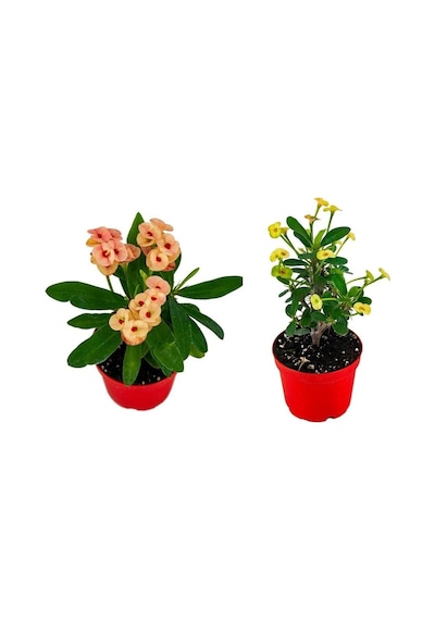Videolu Milli Dikenler Tacı 2'li 25 40 Cm Saksılı Kaktüs Euphorbia