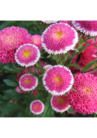 Pompon Hi-No-Maru Aster Çiçeği Tohumu 50 Tohum