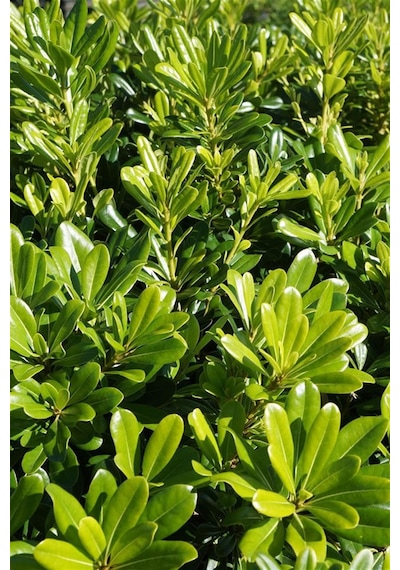 Yıldız Çalısı - Pittosporum Tobira