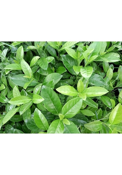 Parlak Yapraklı Kartopu – Viburnum Lucidum 30-40 cm Çit Bitkisi 1