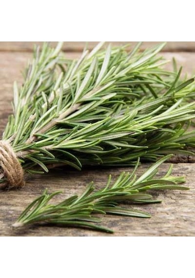 Bahçevilya 2 Adet Saksılı Biberiye Rosmarinus Officinalis
