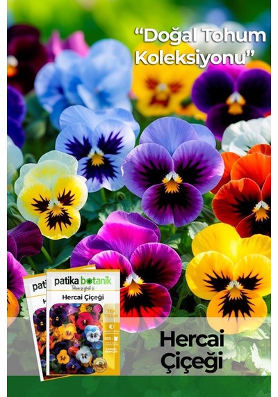 100 Adet Herca i Menekşe Çiçek Tohumu (Violaceae)
