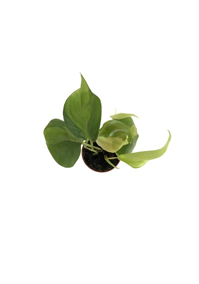 Philodendron Cordatum 'Brasil' Ø5,5 CM Y0-10 CM