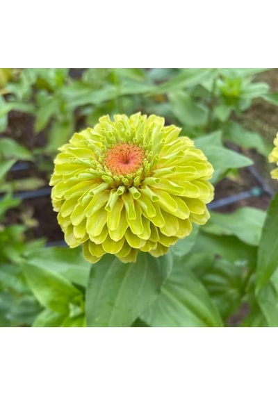 Megcito Zinnia - Kirli Hanım Tohumu Dev Çiçekli, Uzun Boylu - Lime Renkli - 5 Tohum