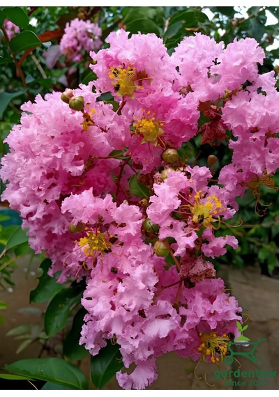 Oya Ağacı Pembe Renk 1 Adet Saksılı/tüplü 30-60cm Dış Mekan Bitkisi