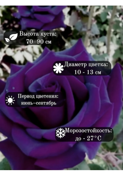 Shrub Purple Mor Gül Fidanı