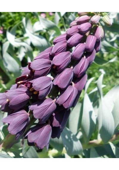 Mor Renkli Fritillaria Persica Ters Lale Soğanı 10 Adet
