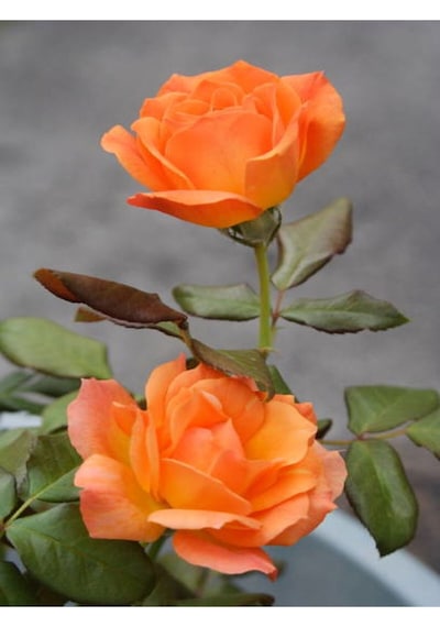 Yediveren Kokulu Narçiçegi Rengi 40 60 Cm 2 Adet Saksılı Aşılı Gül Peach-colored Rose
