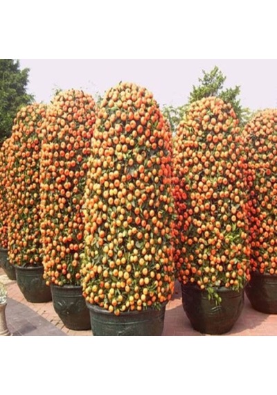Bodur Mandalina Ağacı Tohumu 3 Tohum + Bonzai Tohumu