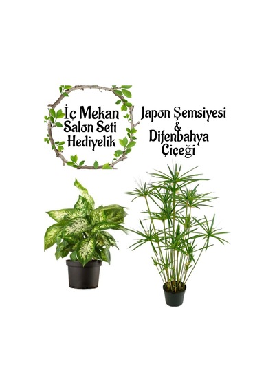 Japon Şemsiyesi 40-60 Cm 1 Adet Saksılı+didenbahya Çiçeği 20-40cm 1 Adet Saksılı