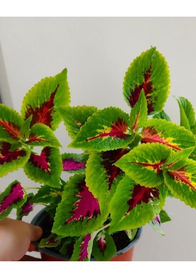 Yaprak Güzeli 25-40cm Özel Renk -ev Cicegi -