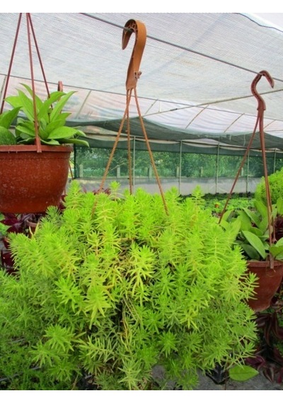 Sarı Sedum - Stonecrop Askılı Saksıda