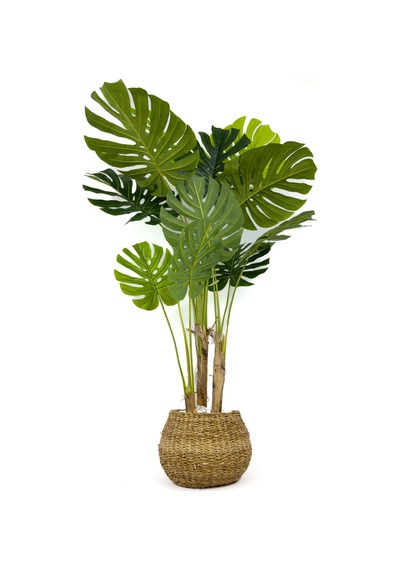Biçiçek Yapay Monstera Ağacı Deve Tabani 150 Cm Geoi̇t Hasir Saksıda