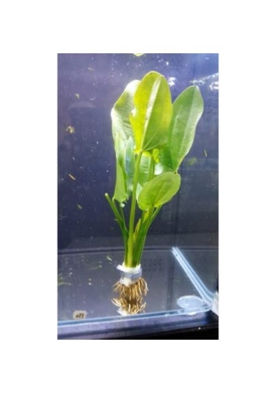 Ayrex Echinodorus Muricatus 1 Buket 1 Kök Sert Yapraklı Kolay Akvaryum Bitkisi,canlı Bitki