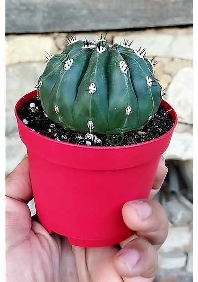 Melocactus Maxonii Inermis Nadir Tür Koleksiyonluk Kaktüs