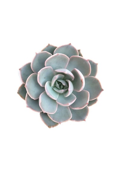 Echeveria Morning Beauty - 10 Adet Sukulent