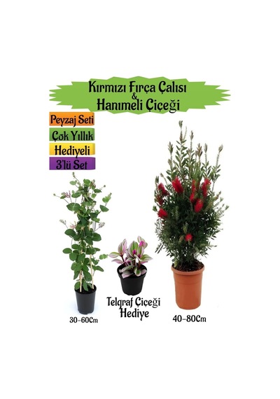 Kırmızı Fırça Çalısı+kokulu Hanıme Çiçeği+telgraf Çiçeği Peyzaj Seti