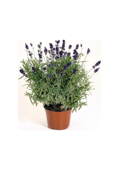 Saksılı Lavanta Fidanı 20-40cm Kokulu Bitki Diğer
