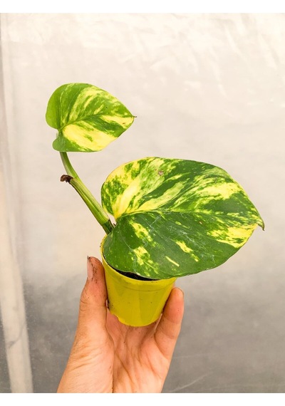 Videolu Sarı Alacalı Pothos Salon Sarmaşığı 1 Adet Mini Saksıda 5-15cm Iç Mekan Bitkisi