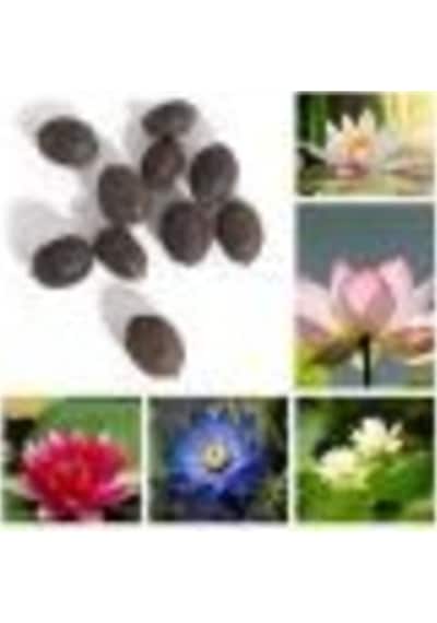 Nadir Ithal Lotus Tohumu 15 Tohum Lotus Çiçeği Tohumu Nilüfer Tohumu Su Zambağı Tohumu Zambak Tohumu