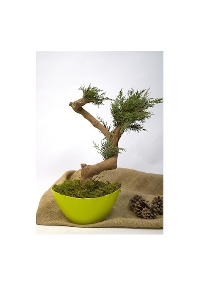 Yapay Bonsai Ağacı, 35 Cm, Saksıda, Yeşil, Dekoratif İç Mekan Bitkisi