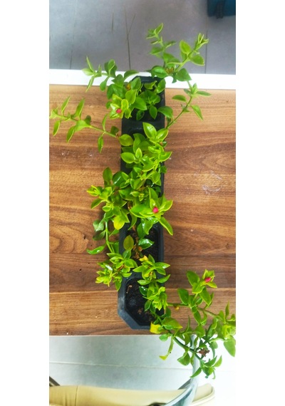 Buz Çiçeği Saksı Çiçeği Sarkıcı Yer Örtücü Güneş Seven Dayanıklı Çiçek Mezar Balkon Bahçe Çiçeği