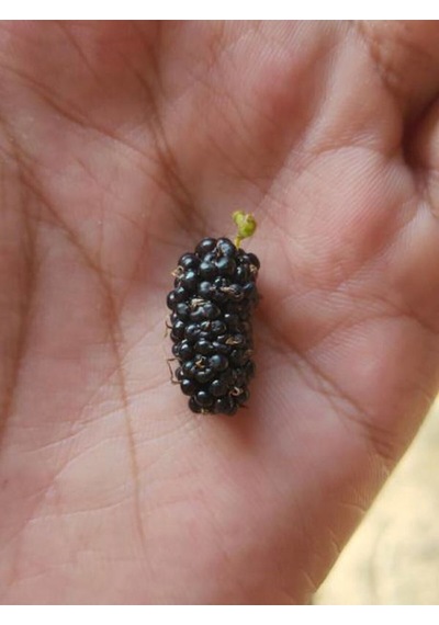 Videolu Ters Paraşüt Dut 90 110 Cm 1 Adet Tüplü Meyve Ağacı Mulberry Tree