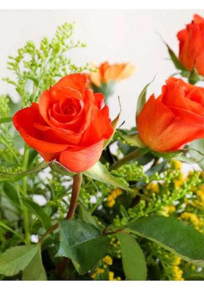 Yediveren Narçiçeği Rengi 30 50 Cm 3 Adet Saksılı Aşılı Gül Pomegranate Rose