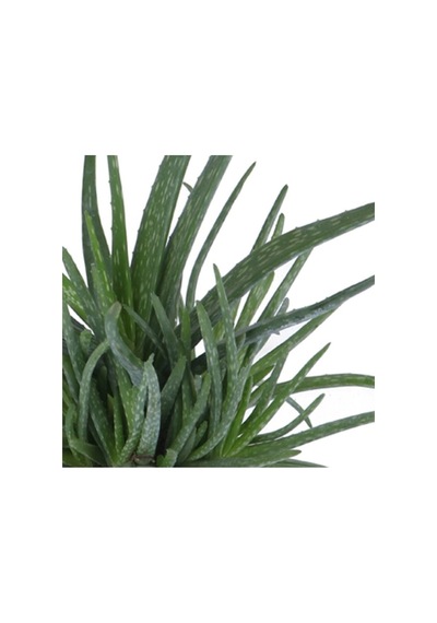 Aleovera Bitkisi Fidanı 10-20 Cm