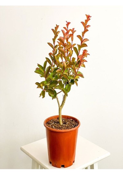 Videolu Oya Ağacı Çiçeği Kırmızı-beyaz-pembe 3 Adet Saksılı/ Tüplü 40-70 Cm Lagerstroemia İndica