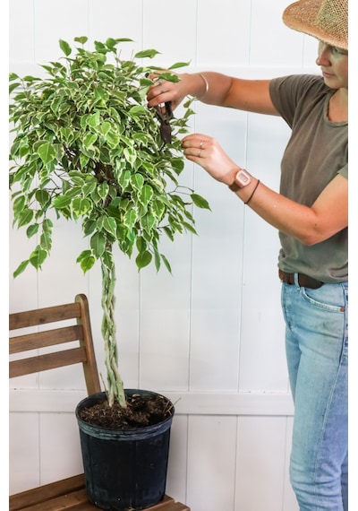 Ficus Benjamin Alacalı - Tijli Form 40- 60 cm