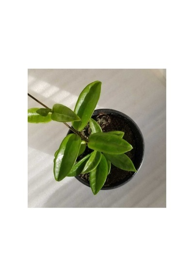 Mum Çiçeği Fidanı Hoya / Pembe 10 -20 Cm