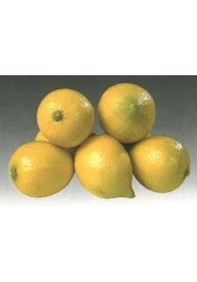 Tüplü Kıbrıs Limonu Fidanı