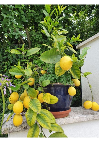 Videolu Bol Sulu Yediveren Limon 80 100 Cm 1 Adet Saksılı/ Tüplü Citrus Limon