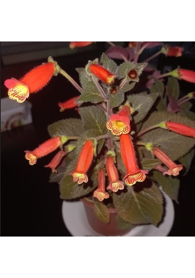 Koleksiyonluk Brasil Gem Kohleria Japon Küpelisi Çiçeği Fidesi Mini Potta