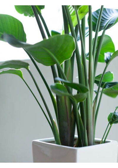 3 Gövdeli Strelitzia Cennet Kuşu Dolgun Formlu Canlı Salon Bitkisi 80 120 Cm